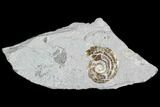 Fossil Ammonite (Psilorbis) - England #104568-1